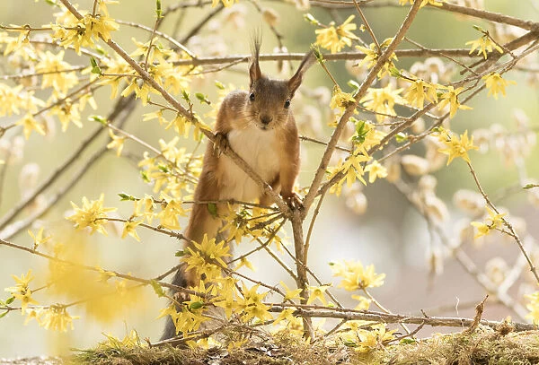 red squirrels climbs in flower Forsythia branches