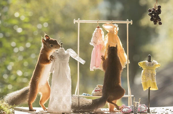 Red Squirrels in a cloth shop