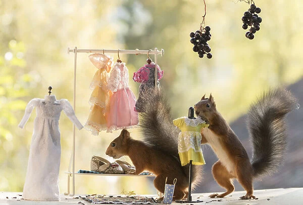 Red Squirrels in a cloth shop
