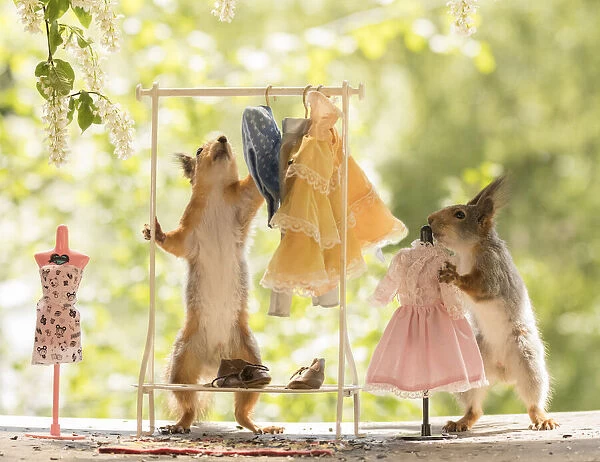 Red Squirrels with a Clothes rack