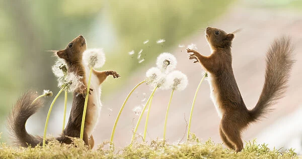 Red Squirrels with dandelions with seeds