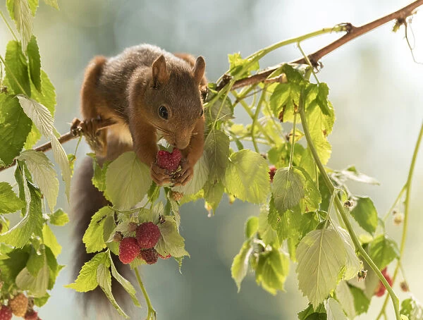 Red Squirrels eating raspberries