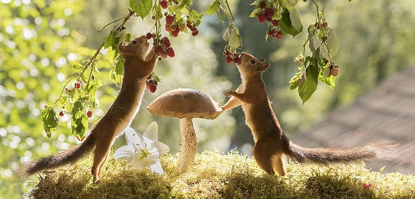 Red Squirrels eating raspberries