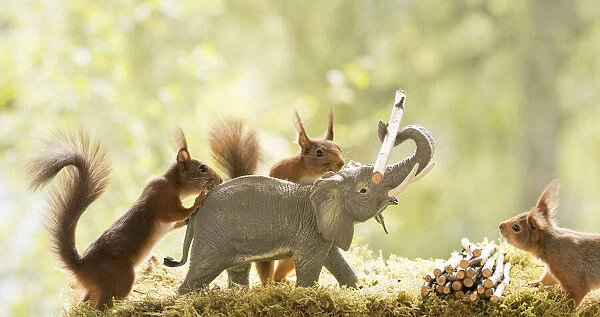 Red Squirrels with an elephant with a tree pin
