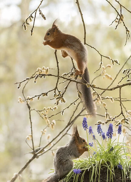Red Squirrels with grape hyacinth flowers