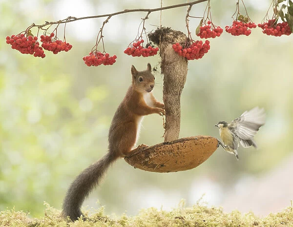 Red Squirrels and great tit with a mushroom