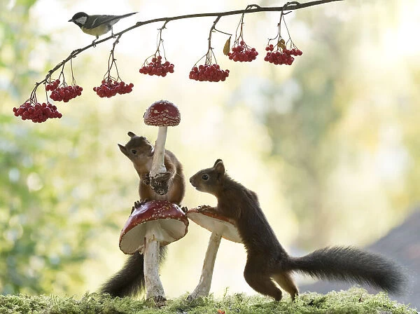 Red Squirrels and great tit with mushroom
