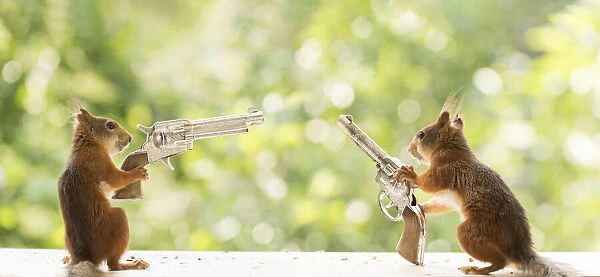Red Squirrels with a gun