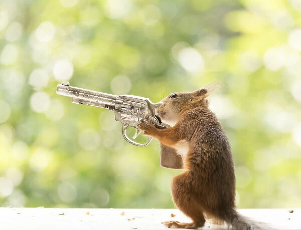 Red Squirrels with a gun