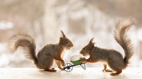 Red Squirrels hold a wheelbarrow with egg