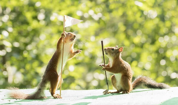 red squirrels holding a Golf flag and club