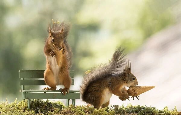 Red squirrels are holding a icecream