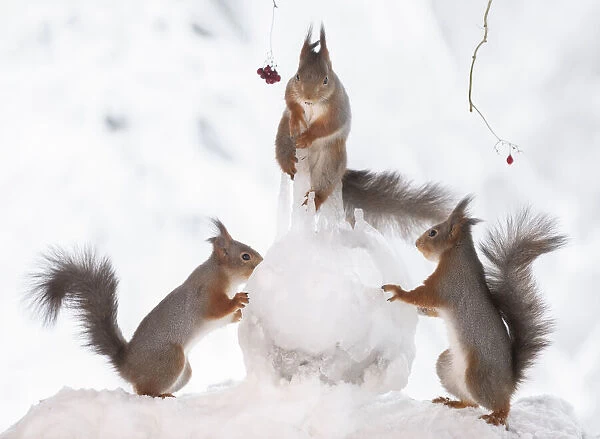 Red squirrels holding a icicle and ice ball