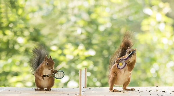 Red Squirrels holding a tennis racket