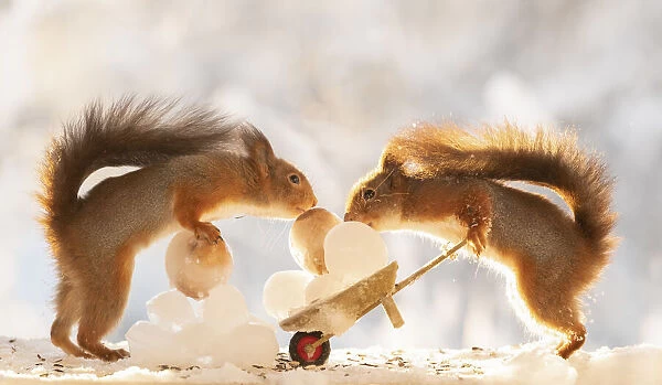 Red squirrels holding an wheelbarrow with ice balls