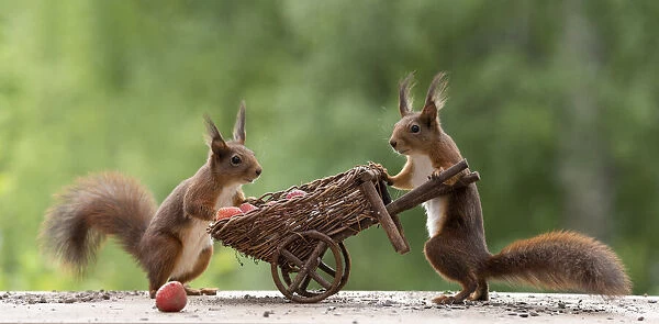 red squirrels holding a wheelbarrow with Strawberries