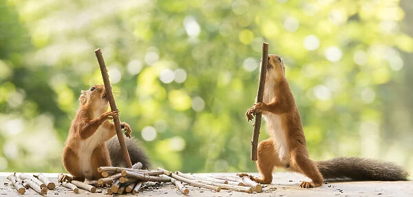 Red Squirrels holding a wooden stick