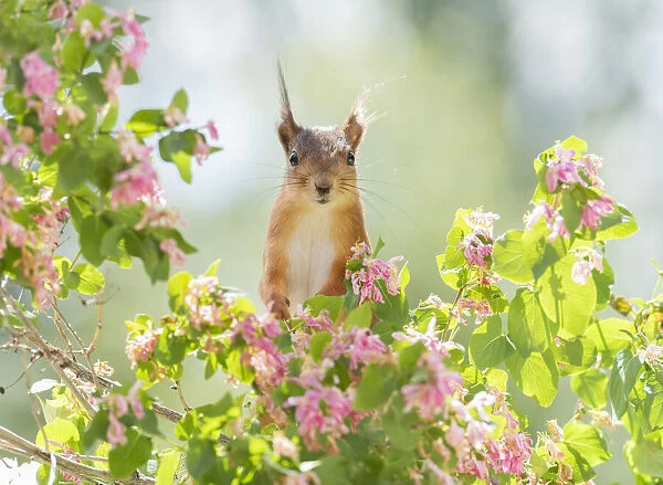 red squirrels with Honeysuckle flowers