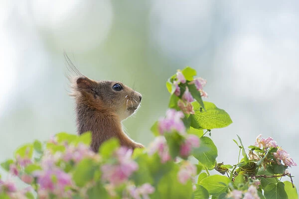 red squirrels with Honeysuckle flowers looking away