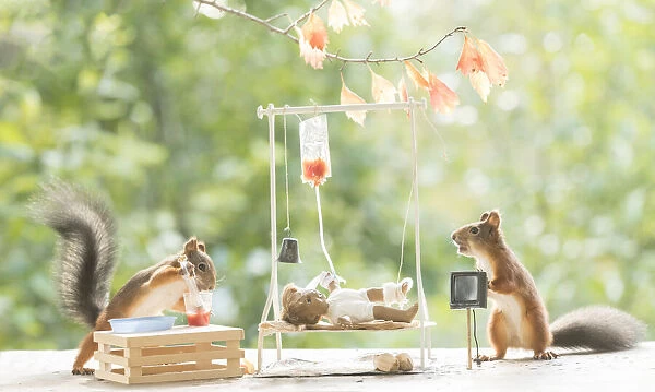 Red Squirrels with a hospital bed
