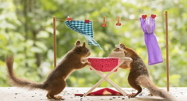 Red Squirrels with a Ironing Board