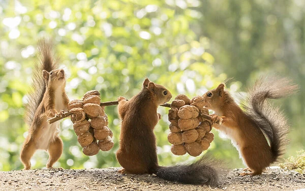 Red Squirrels are lifting walnuts