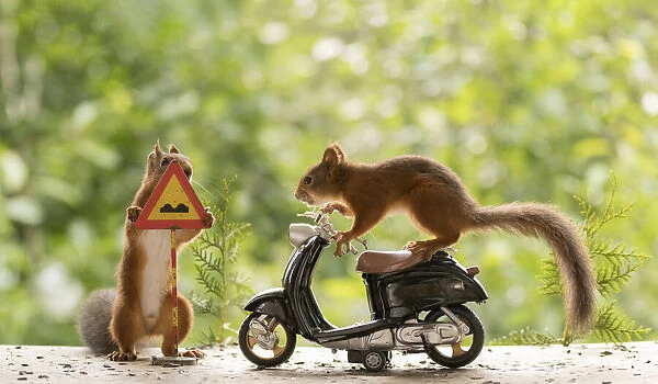 Red Squirrels with a motor bike and a sign