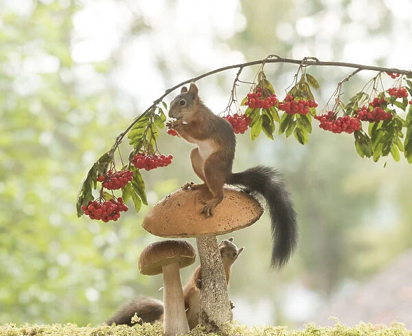 Red Squirrels with a mushroom