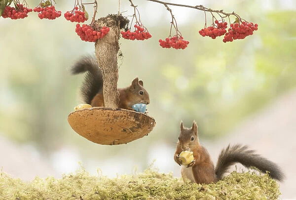 Red Squirrels with a mushroom used as a table