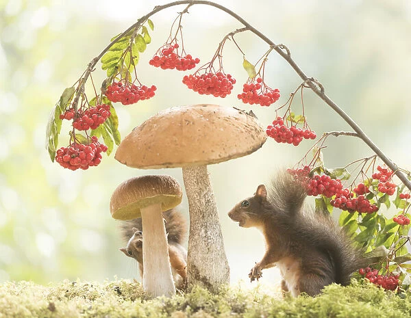 Red Squirrels with mushrooms