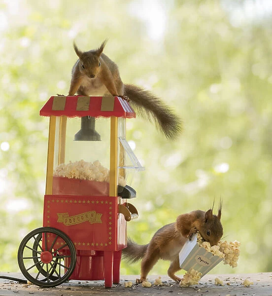 Red Squirrels with an popcorn machine
