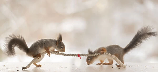 Red Squirrels are pulling a rope