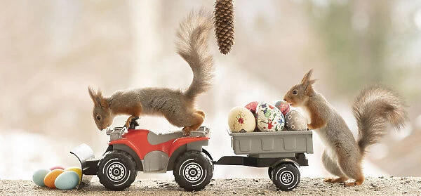 Red Squirrels with Quadbike and eggs