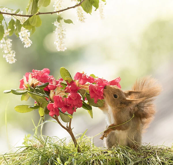 Red Squirrels with Rhododendron with red flowers