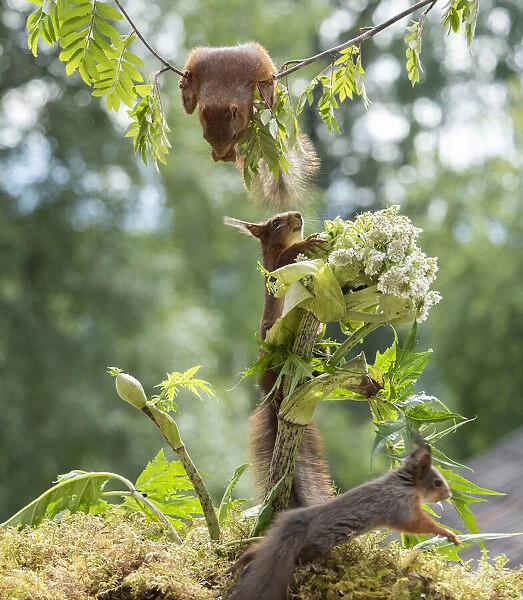 Red squirrels with a rhubarb flower