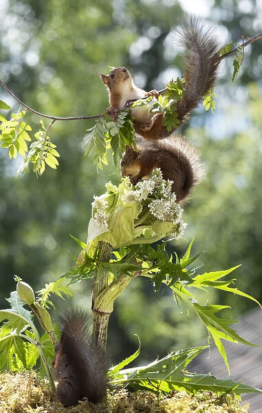 Red squirrels with a rhubarb flower