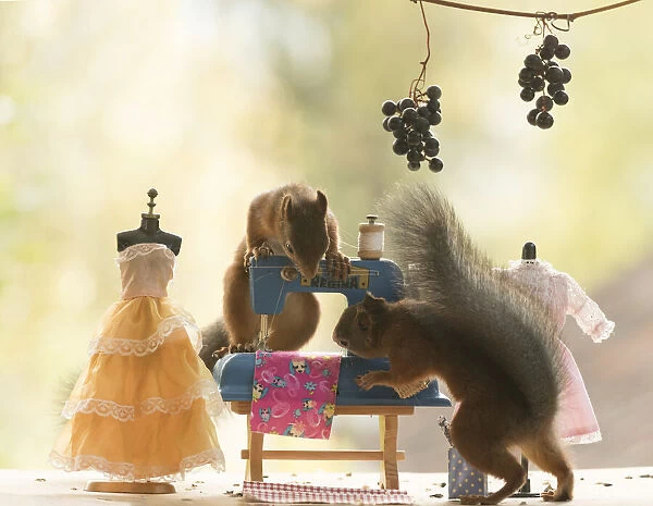 Red Squirrels with a sewing machine