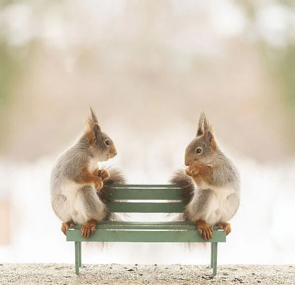 red squirrels sitting on an bench