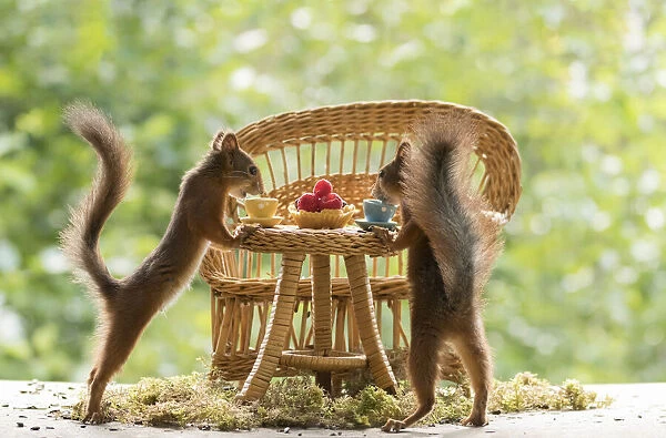 Red Squirrels sitting at a table