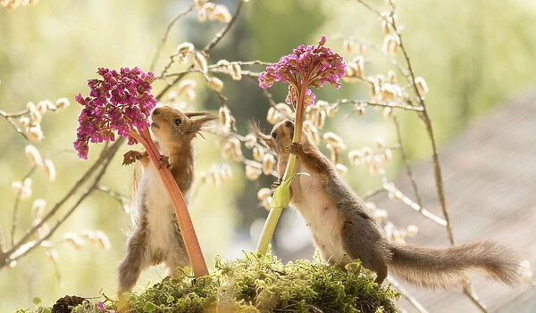 red squirrels stand between Bergenia flowers