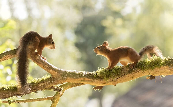 Red Squirrels stand on branch with moss