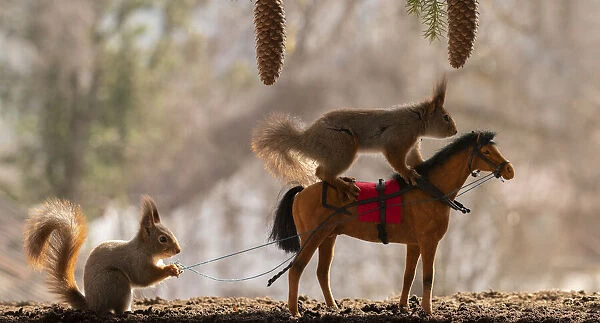 Red Squirrels stand with a horse