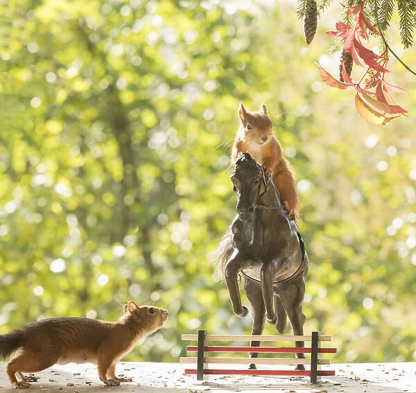 Red Squirrels stand on an horse Date: 22-09-2021