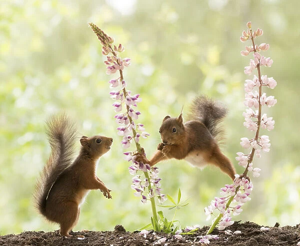 Red Squirrels stand with lupine flowers