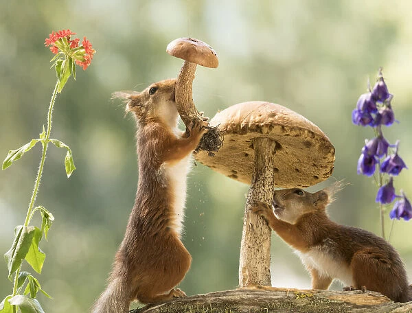 Red Squirrels stand with a mushroom