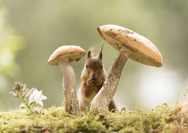 Red Squirrels stand between mushrooms