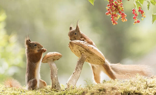 Red Squirrels stand with mushrooms