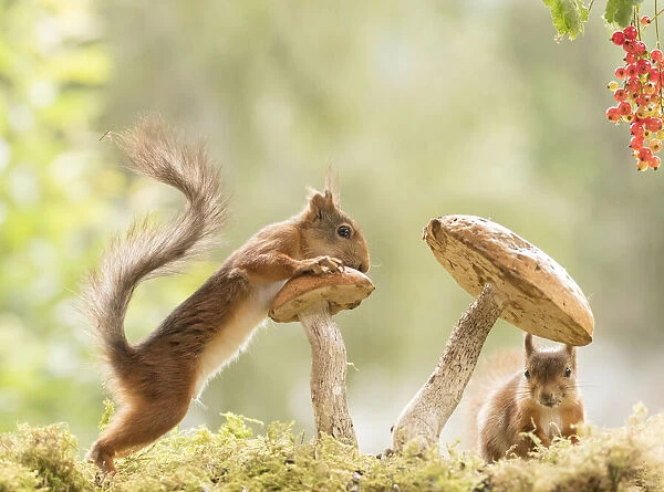 Red Squirrels stand with mushrooms