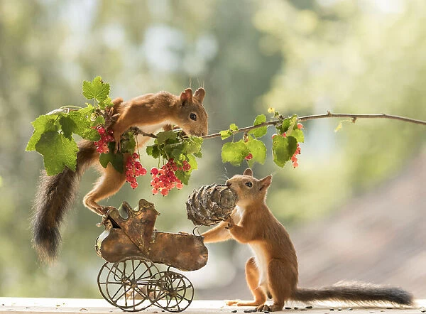 red squirrels standing with an baby stroller