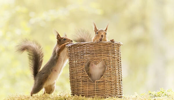 Red Squirrels standing with a basket with an heart